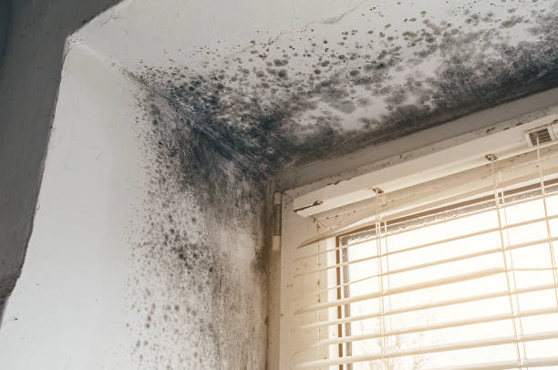 Affordable Mold Inspection And Testing solutions in Dedham, MA